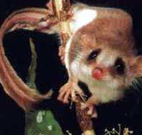Carrowong Fauna Sanctuary - Accommodation Tasmania