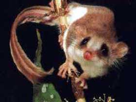 Carrowong Fauna Sanctuary - Accommodation Tasmania 0