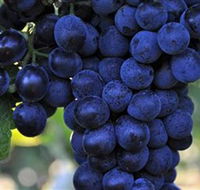 De Bortoli Wines Bilbul - Accommodation Tasmania