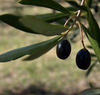 Red Rock Olives - Accommodation Tasmania
