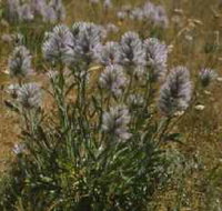 Terrick Terrick National Park - Accommodation Tasmania