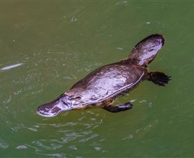 Platypus Viewing At Broken River - Accommodation Tasmania 0