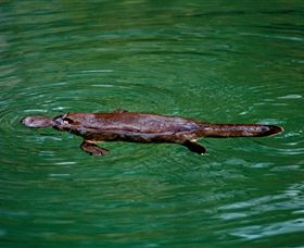 Platypus Viewing At Broken River - Accommodation Tasmania 2