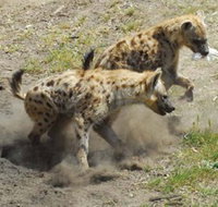 Altina Wildlife Park - Accommodation Tasmania