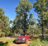 Forest drive - Accommodation Tasmania