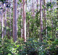 Cathu State Forest - Accommodation Tasmania