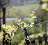 Mountainside Wines - Accommodation Tasmania