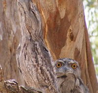 Bird Watching - Accommodation Tasmania