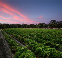 Amherst Winery - Accommodation Tasmania