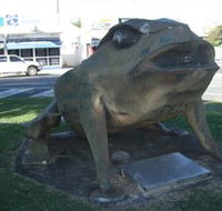 Big Cane Toad - Accommodation Tasmania