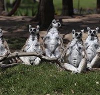 Savannah Visitor Plaza Taronga Western Plains Zoo Dubbo - Accommodation Tasmania