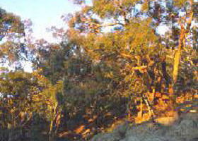Mount Alexander Regional Park - Accommodation Tasmania 0