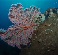 Luncheon Bay Dive Site - Accommodation Tasmania