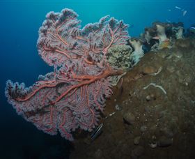 Luncheon Bay Dive Site - Accommodation Tasmania 0