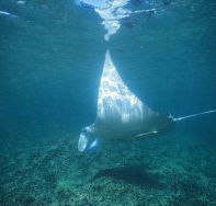 Manta Ray Bay Dive Site - Accommodation Tasmania