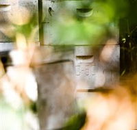 Bees on Keswick Island - Accommodation Tasmania