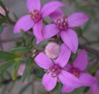 Self Drive Geology and Nature Trails - Accommodation Tasmania