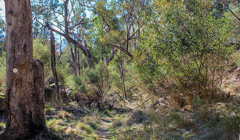 Eualdrie Walking Track - Accommodation Tasmania 1