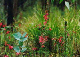 Enfield VIC Accommodation Tasmania