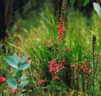 Enfield State Park - Accommodation Tasmania