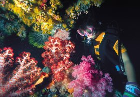 Bait Reef And Garys Lagoon Dive Site - Accommodation Tasmania 1