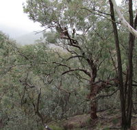 Mount Murga walking track - Accommodation Tasmania