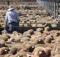 Livestock Marketing Centre - Accommodation Tasmania