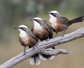 Winton Wetlands Reserve - Accommodation Tasmania 1