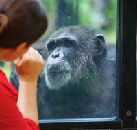 The Rockhampton Zoo - Accommodation Tasmania