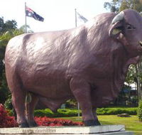 Rockhampton Bull Statues - Accommodation Tasmania