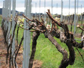 Stockmans Ridge Wines - Accommodation Tasmania 2