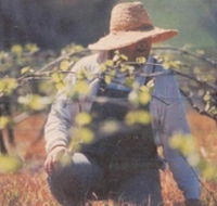 Canobolas Smith Winery - Accommodation Tasmania