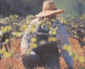 Canobolas Smith Winery - Accommodation Tasmania 0