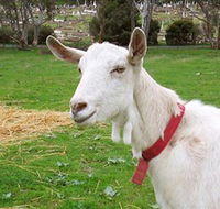Dunkell Goats - Accommodation Tasmania
