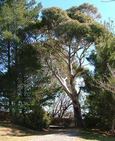 Habitat Vineyard - Accommodation Tasmania 1