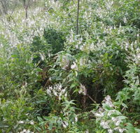 Snowgum walking track - Accommodation Tasmania