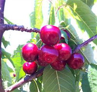 Ballinaclash Orchard and Cellar Door - Accommodation Tasmania