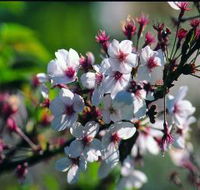 Sakura Avenue - Accommodation Tasmania