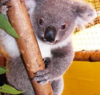 Cooberrie Park Wildlife Sanctuary - Accommodation Tasmania
