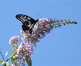 Albury Botanic Gardens - Accommodation Tasmania 5