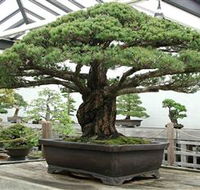 Peards Complex Albury - Accommodation Tasmania