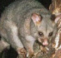 Moondarra State Park - Accommodation Tasmania