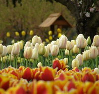 Tulip Top Gardens - Accommodation Tasmania
