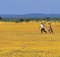 Wildflowers of the Mid West - Accommodation Tasmania