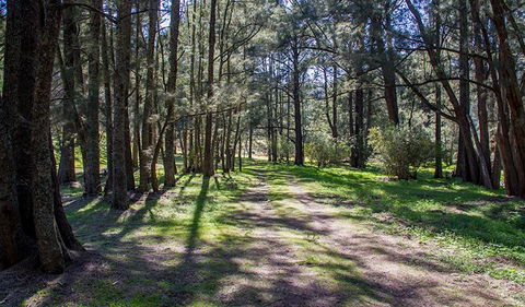 Wombeyan Waterfall Walking Track - Accommodation Tasmania 0