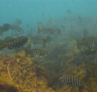 Bunurong Marine and Coastal Park - Accommodation Tasmania
