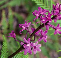Cassinia walking track - Accommodation Tasmania