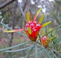 Glenbrook Native Plant Reserve and Nursery - Accommodation Tasmania