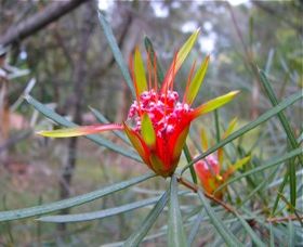 Glenbrook Native Plant Reserve And Nursery - Accommodation Tasmania 0