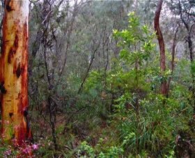Glenbrook Native Plant Reserve And Nursery - Accommodation Tasmania 2